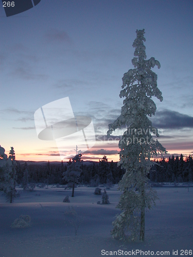 Image of Winter tree