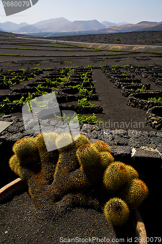 Image of cactus  lanzarote spain la geria vine screw 