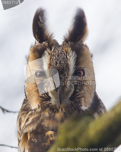 Image of Long Eared Owl (Asio otus) 