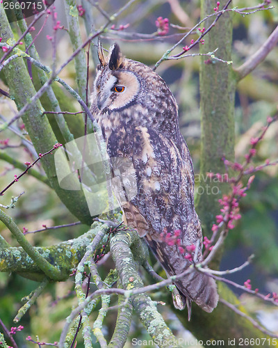 Image of Long Eared Owl (Asio otus) 