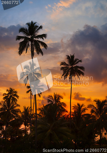 Image of Tropical palm trees against the sky at sunset