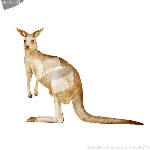 Image of Australian kangaroo isolated on a white background