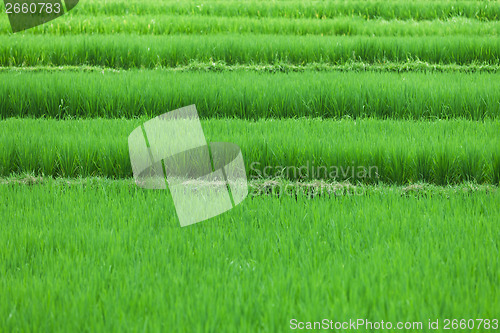 Image of Rice fields close up