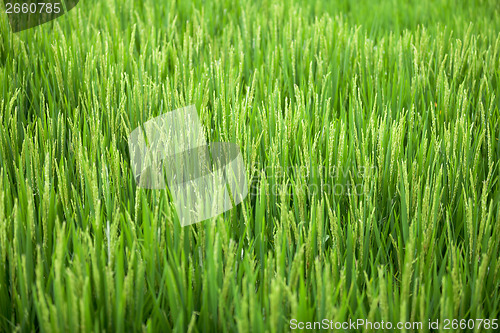 Image of Blooming rice closeup