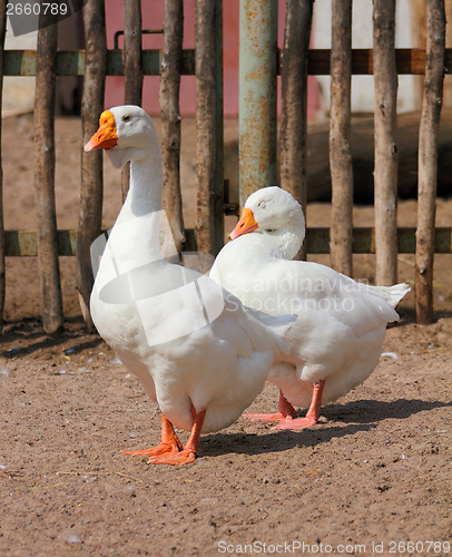 Image of two geese