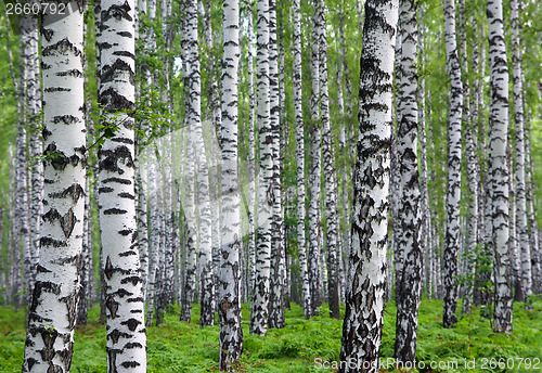 Image of nice summer birch forest