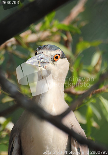 Image of Kwakwa - bird of Heron