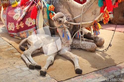 Image of camel cub lying with mother