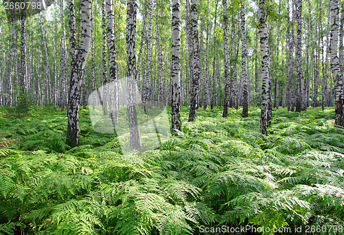 Image of nice summer birch forest