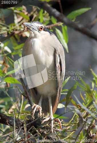 Image of Kwakwa - bird of Heron