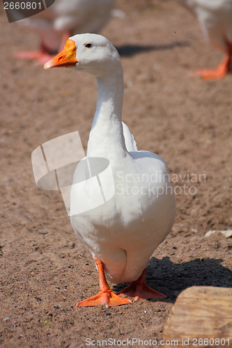 Image of white goose