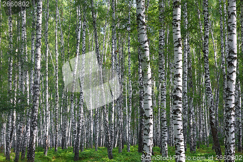 Image of nice summer birch forest