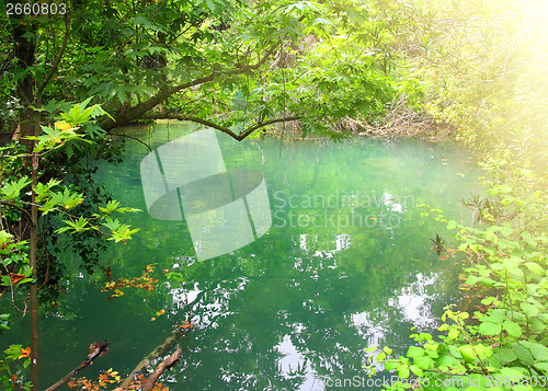 Image of small lake in tropical thicket