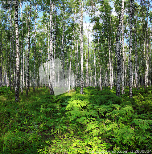 Image of nice summer birch forest landscape