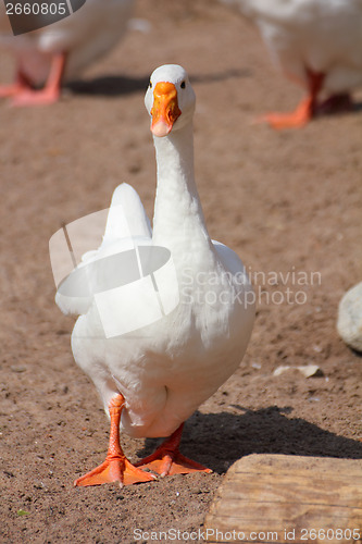 Image of white goose