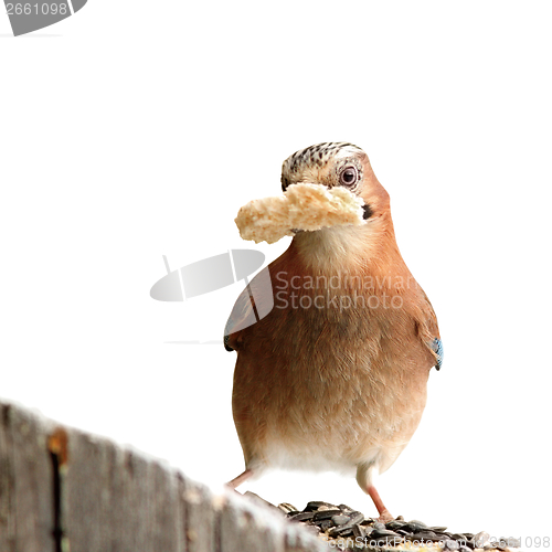 Image of isolated jay with bread in beak