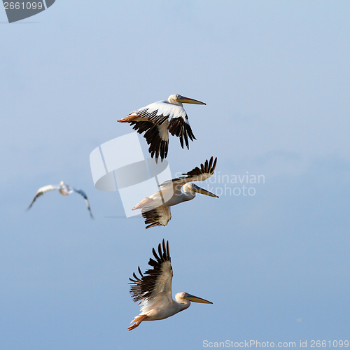 Image of group of pelicans flying over the sky