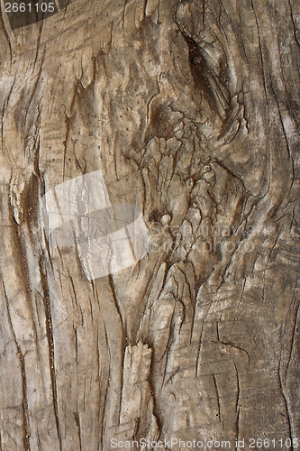 Image of very old textured poplar piece of wood