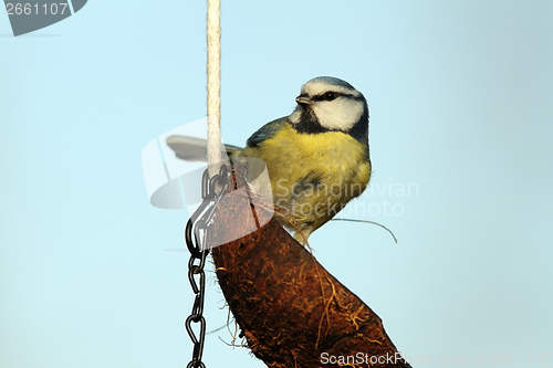 Image of tit on fat feeder
