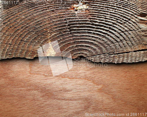 Image of cut tree stump on wooden background