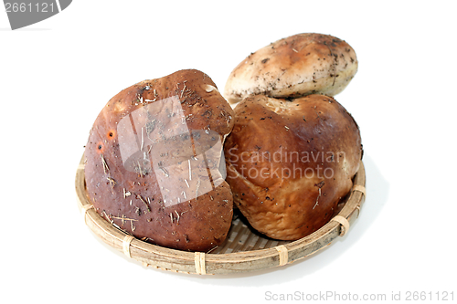 Image of boletus mushrooms in wattle container