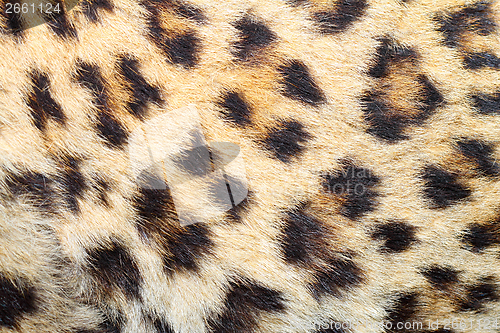 Image of spots on real leopard fur