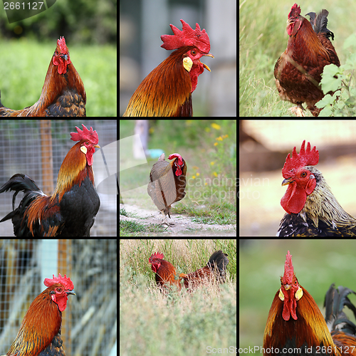 Image of images of roosters