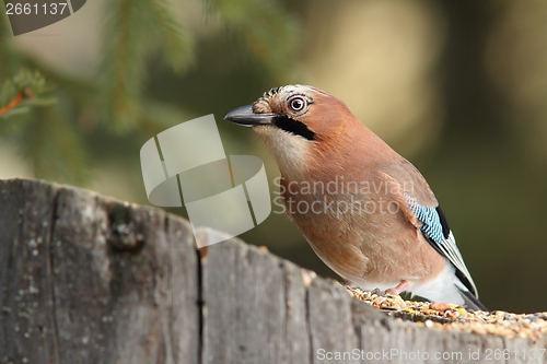 Image of eurasian jay at a seed feeder