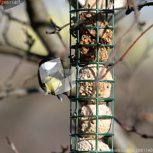 Image of great tit foraging on  fat feeder