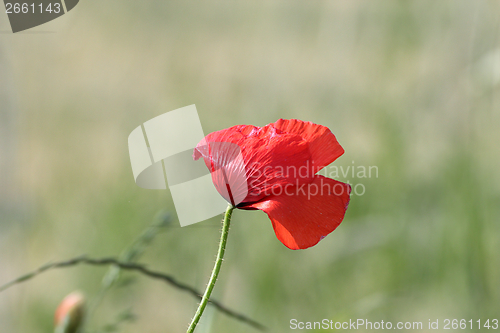 Image of wild poppy in the wind
