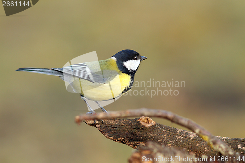 Image of beautiful tiny bird in the garden