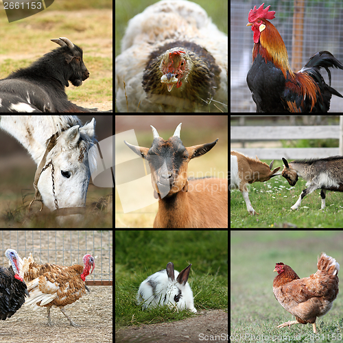 Image of many farm animals together