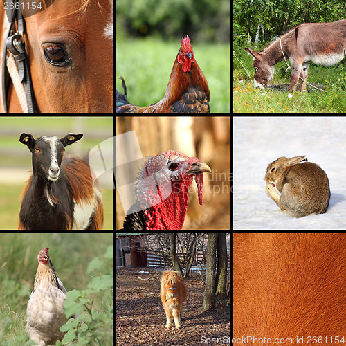 Image of nine animals from the farm