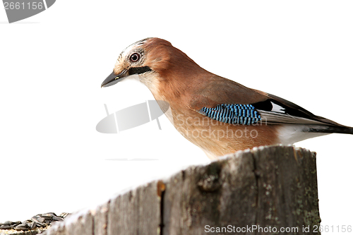 Image of isolated garrulus glandarius on stump