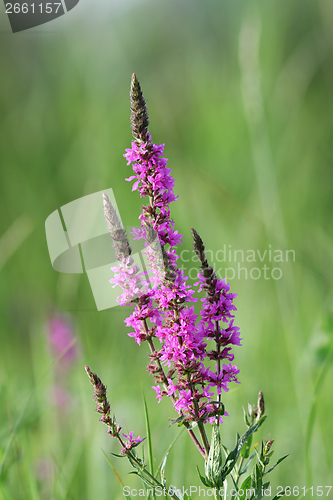 Image of wild violet summer flower
