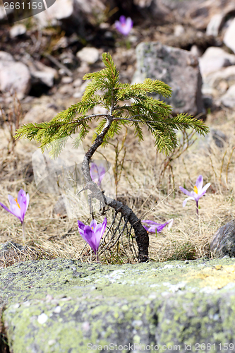 Image of crocus sativus growing near a spruce