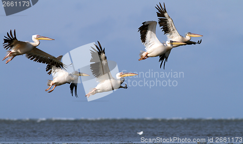 Image of great pelicans in danube delta