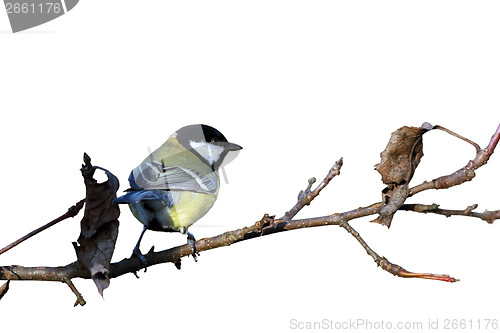 Image of isolated great tit on twig