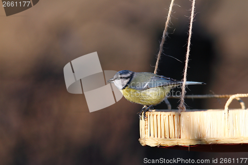 Image of blue tit on a seed feeder