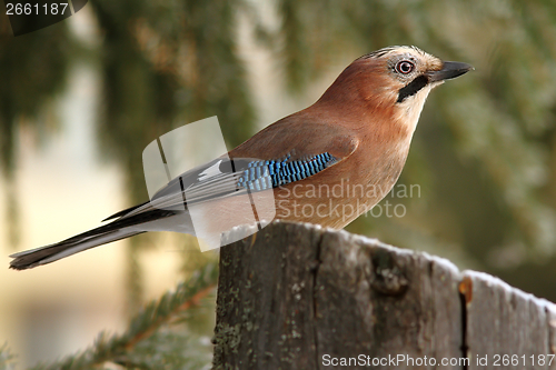 Image of eurasian jay profile in the forest