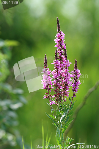 Image of wild marsh violet flower