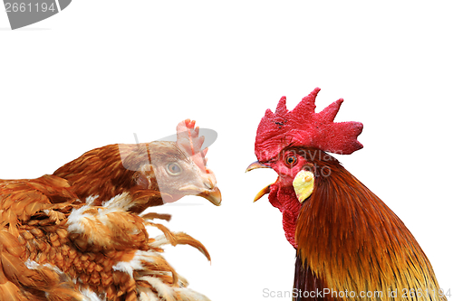 Image of family metaphor with hen and rooster