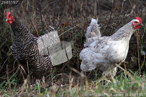 Image of two funny hens