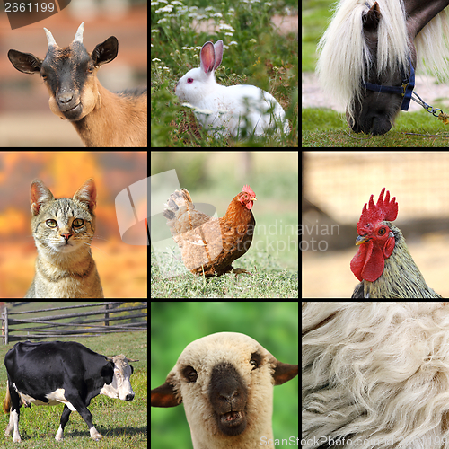Image of large collage with farm animals