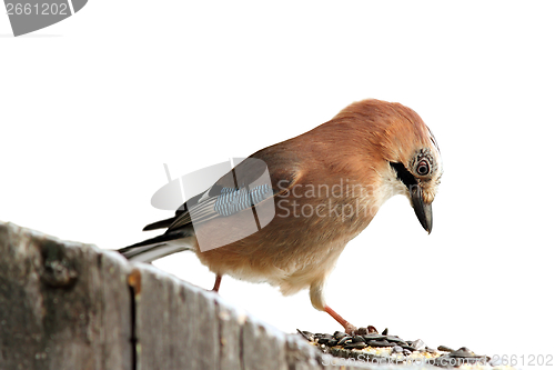 Image of isolated eurasian jay at seeds