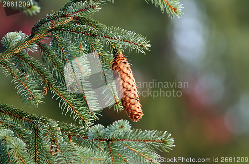 Image of spruce cone up in the tree