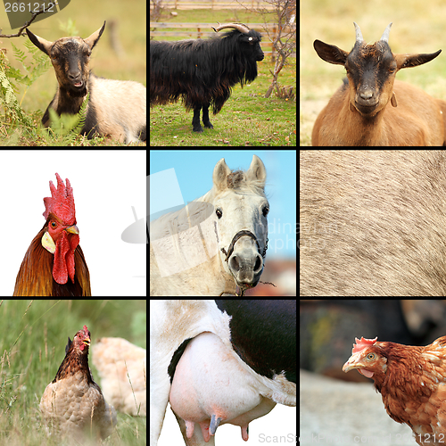 Image of some animals from the farm