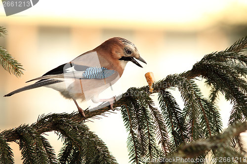 Image of jay just dropped the food