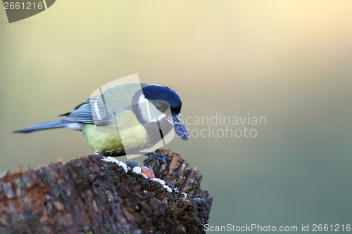 Image of hungry great tit eating seed