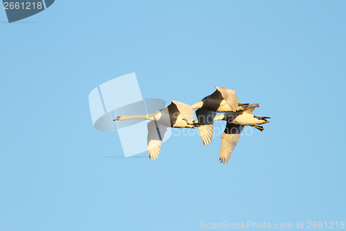 Image of flock of mute swans flying